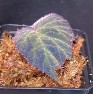 23-11-25 WYSIWYG Begonia aff. sp. Sumatra Utara - iridescent, new release