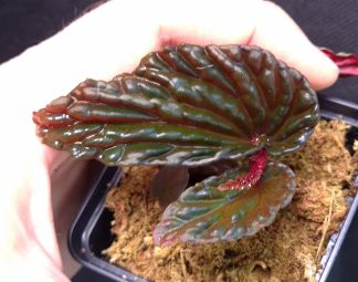 23-11-25 WYSIWYG Begonia daunhitam