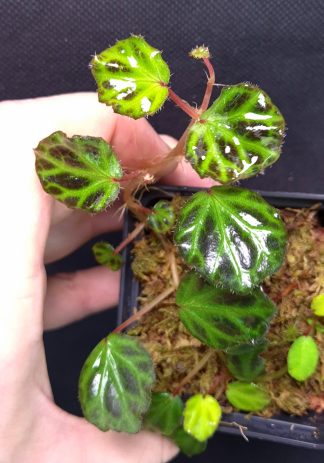 23-11-25 WYSIWYG Begonia sp. Sumatra - new release,  large specimen