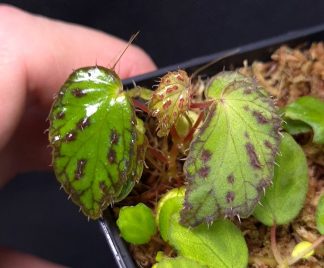 23-11-25 WYSIWYG Begonia sp. Sumatra Spiny - new species