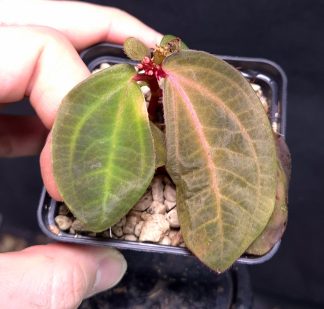 23-11-25 WYSIWYG Sonerila sp. Seluan