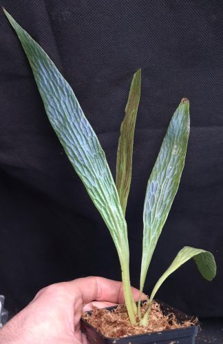 23-11-25 WYSIWYG Antrophyum callifolium - iridescent fern