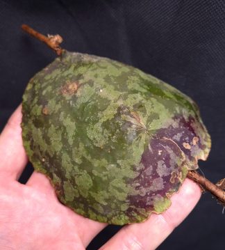 Hoya aff. maxima - green form