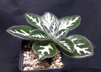 11-12-25 WYSIWYG Primulina sinovietnamica (the special large form with bold pattern) - big specimen