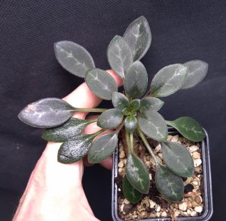 11-12-25 WYSIWYG Primulina sp. Kim Dong (Vietnam) - big specimen, new species (see the 3rd photo for beautiful flowers)