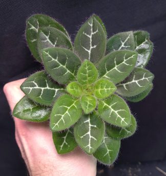 11-12-25 WYSIWYG Primulina sinovietnamica (hairy form with narrow pattern) - big specimen