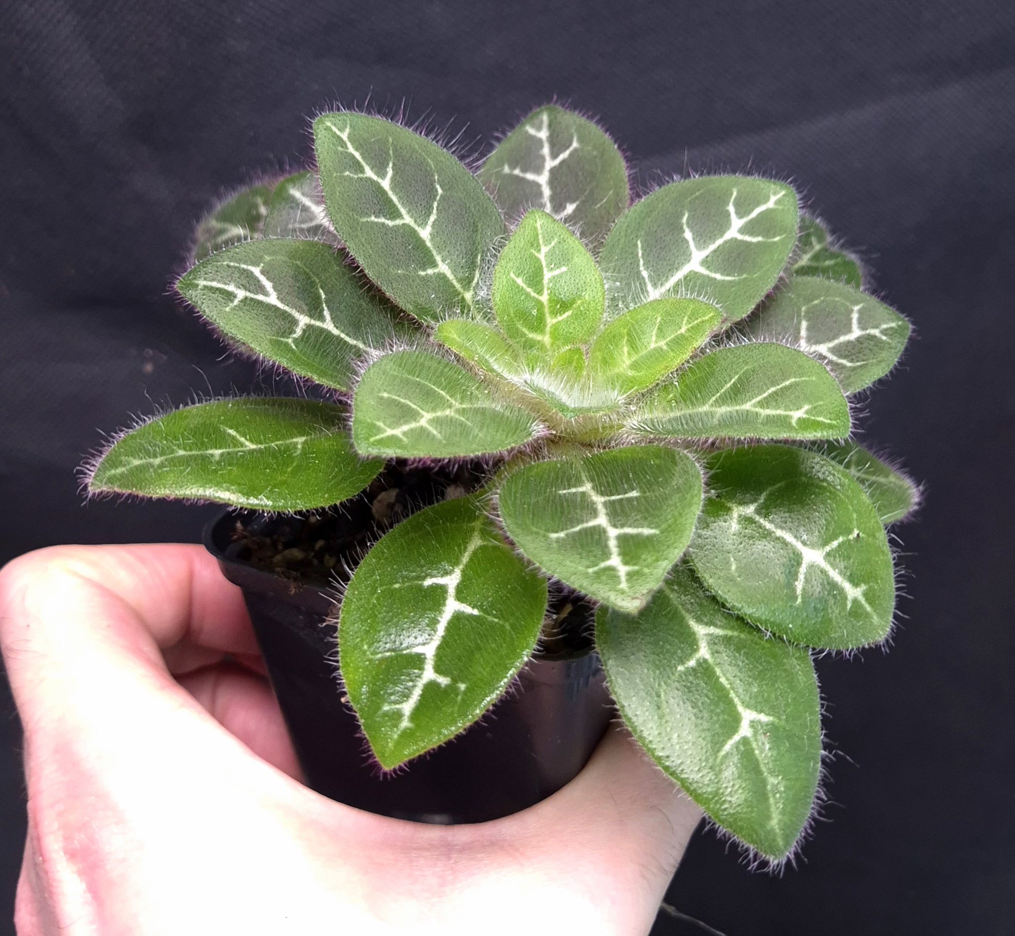 11-12-25 WYSIWYG Primulina sinovietnamica (hairy form with narrow pattern) - big specimen - Image 2