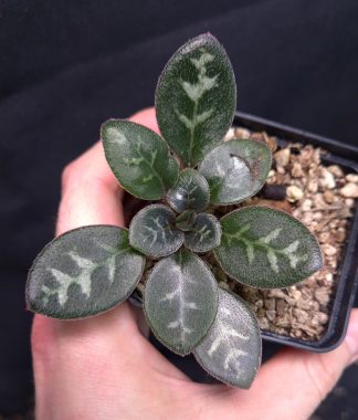 11-12-25 WYSIWYG Primulina sp. Tran Yen (Vietnam) - bigger specimen (see the 3rd photo for beautiful flowers)