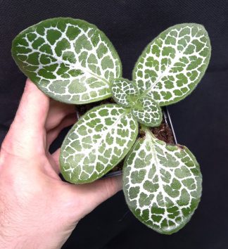 11-12-25 WYSIWYG Primulina sp. Ba Thuoc (Vietnam) - new species, big specimen (see the 3rd photo for beautiful flowers)