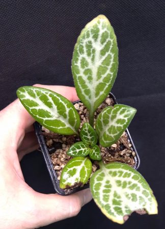 11-12-25 WYSIWYG Primulina sp. Thach An (Vietnam) - new species, bigger specimen (see the 3rd photo for beautiful flowers)