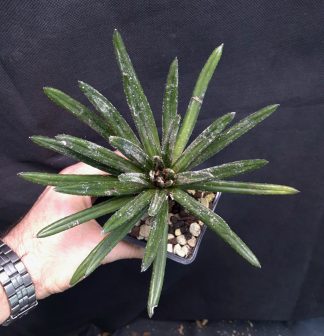 11-12-25 WYSIWYG Primulina wentsaii - big specimen (see the 3rd photo for beautiful flowers)