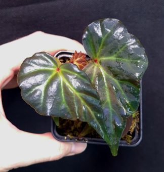 11-12-25 WYSIWYG Begonia sp. Sumatra Blue - new iridescent species