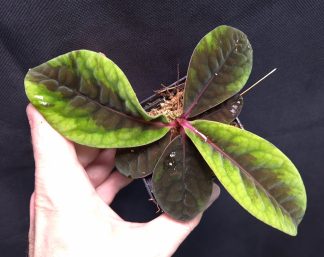 11-12-25 WYSIWYG Labisia sp. Sarawak - unique leaves, selected specimen