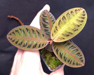 11-12-25 WYSIWYG Emblemantha urnulata "Creamy Salmon" - selected specimen