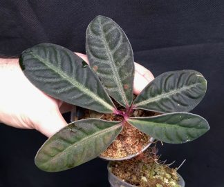 11-12-25 WYSIWYG Labisia sp. Turtle Front - large specimen