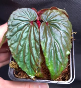 Begonia daunhitam for sale