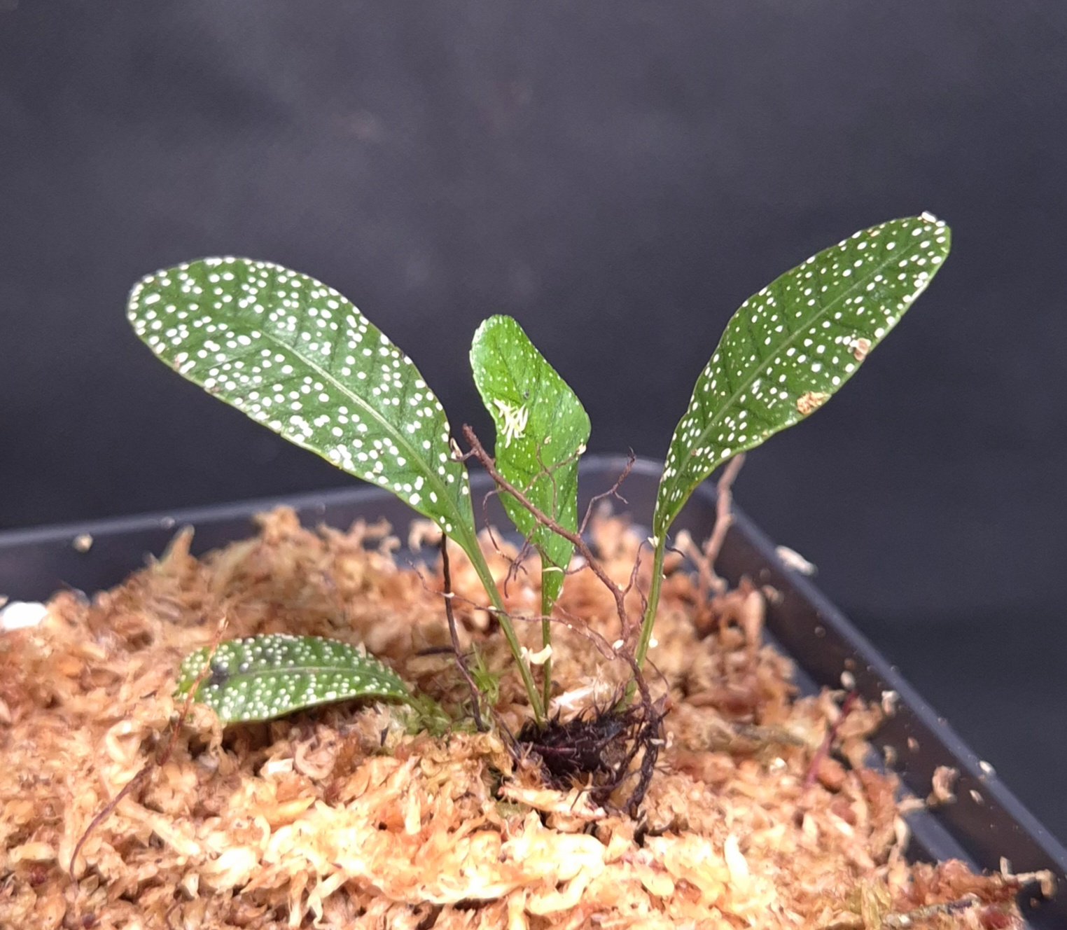 23-04-26 WYSIWYG Selliguea sp. White Dots, very rare species - fresh rooted division