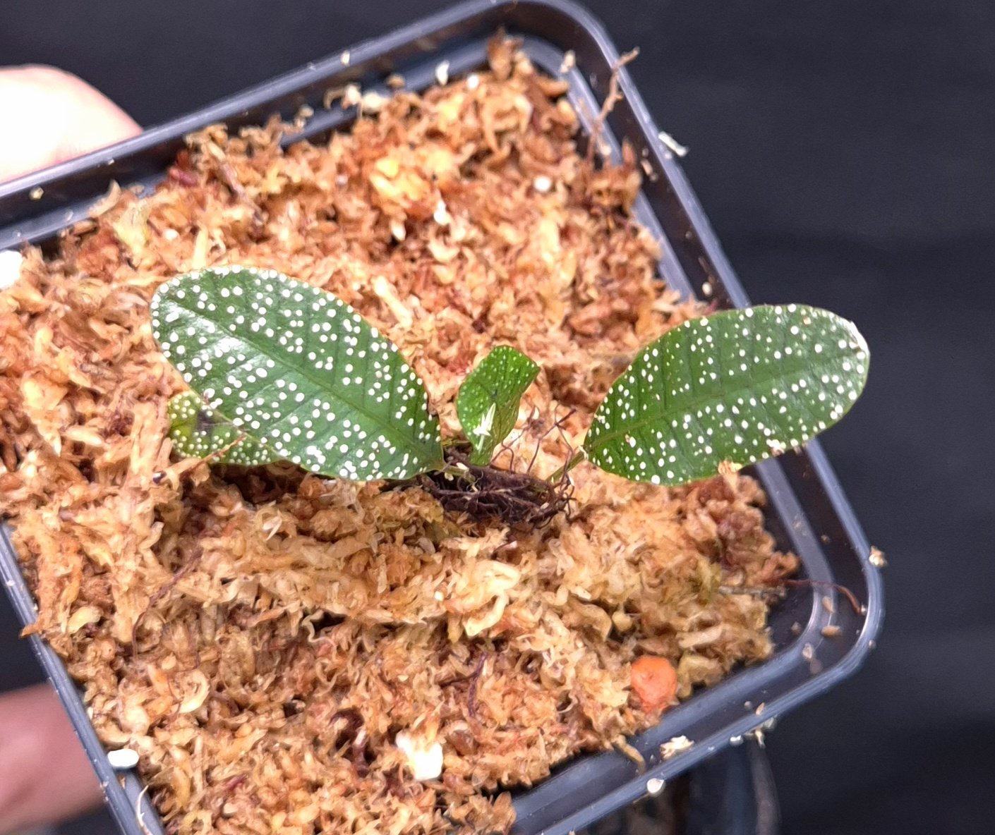 23-04-26 WYSIWYG Selliguea sp. White Dots, very rare species - fresh rooted division - Image 2