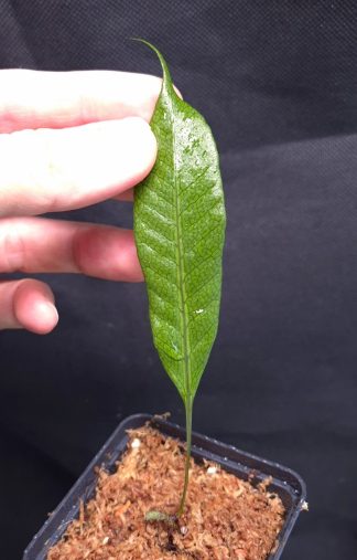 23-04-26 WYSIWYG unknown fern from Papua - fresh small rooted division