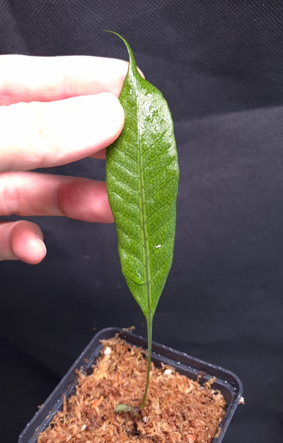 23-04-26 WYSIWYG unknown fern from Papua - fresh small rooted division