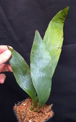 23-04-26 WYSIWYG Antrophyum callifolium - fresh rooted division, rare pendulous iridescent fern