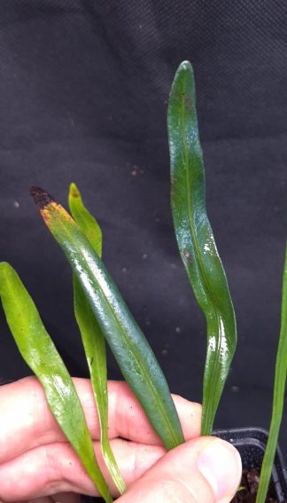 23-04-26 WYSIWYG Elaphoglossum sp. Seychelles blue - very rare iridescent fern, new release