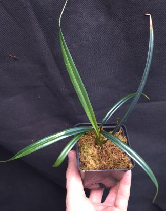 23-04-26 WYSIWYG Mapania caudata - rare iridescent plant