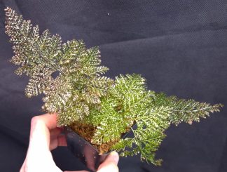 1-05-26 WYSIWYG Hymenophyllaceae sp. Papua - very rare filmy fern, fresh rooted division