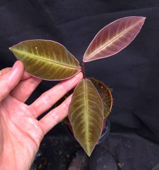 1-05-26 WYSIWYG Labisia sp. Neon Stripe - selected specimen