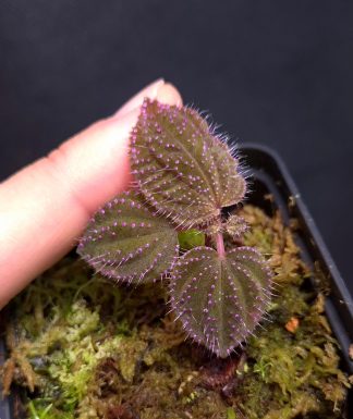 4-06-26 WYSIWYG Sarcopyramis sp. Hairy Pink Dots