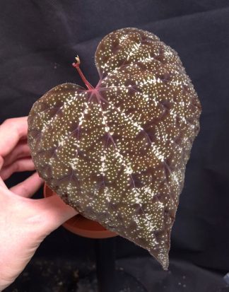 4-06-26 WYSIWYG Begonia curtisii (Krabi) - XL selected specimen