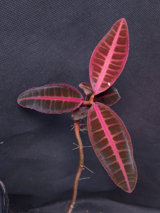 4-06-26 WYSIWYG Emblemantha urnulata "Ultra Pink Fluo" - selected specimen