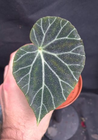 4-06-26 WYSIWYG Begonia locbaosangii