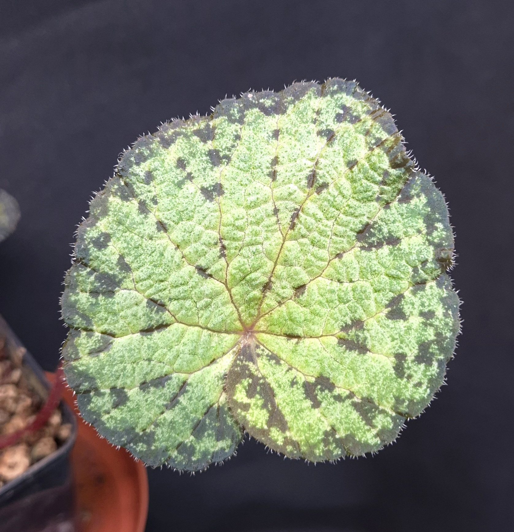 4-06-26 WYSIWYG Begonia sp. Kon Tum (Vietnam) - new species