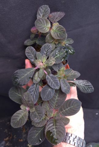 4-06-26 WYSIWYG Codonoboea cf pumila - XL multi-stemmed specimen