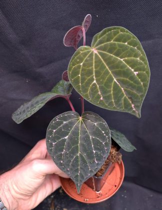 4-06-26 WYSIWYG Piper porphyrophyllum - selected specimen