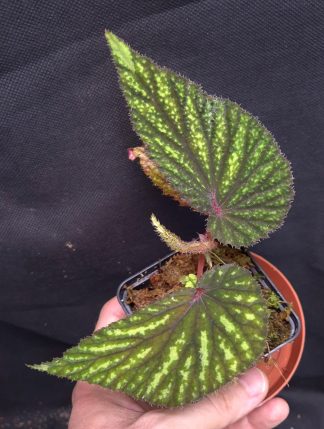 4-06-26 WYSIWYG Begonia sp. Jerawi