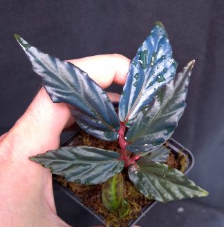 4-06-26 WYSIWYG Begonia sp. Borneo Ferny - selected specimen