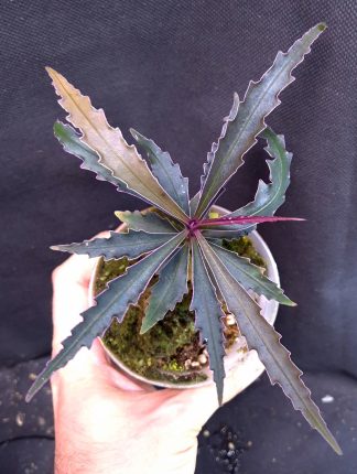 4-06-26 WYSIWYG Labisia sp. Ferny - selected adult specimen
