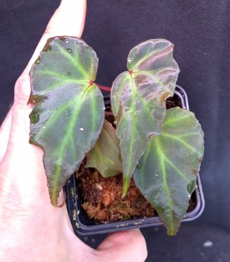4-06-26 WYSIWYG Begonia sp. Sumatra Blue - new iridescent species