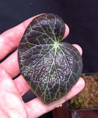 4-06-26 WYSIWYG Begonia fulgurata