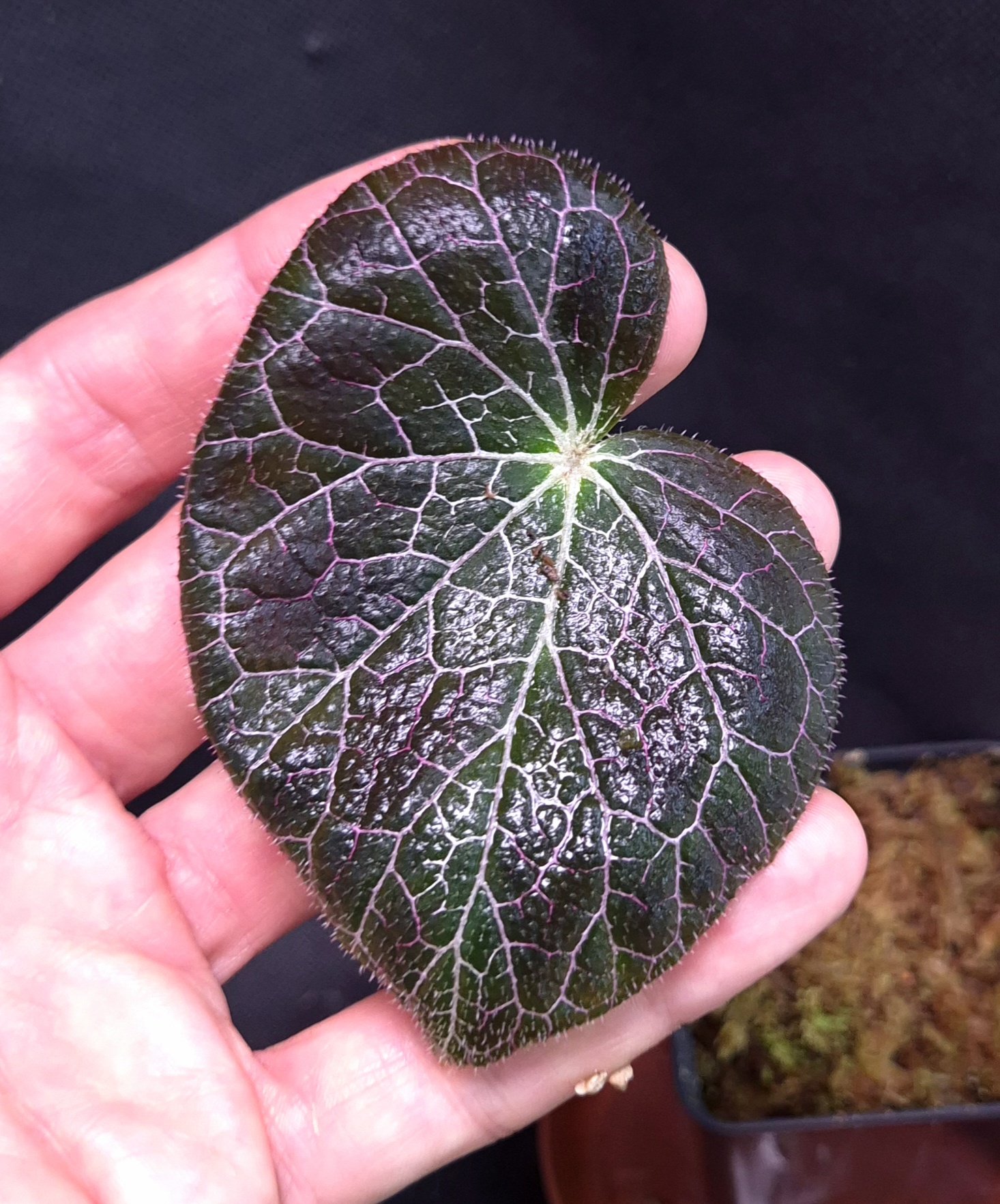 4-06-26 WYSIWYG Begonia fulgurata