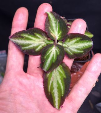 4-06-26 WYSIWYG Sonerila sp. Fluo