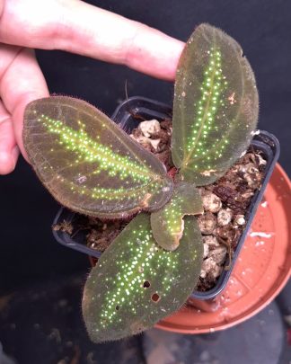 4-06-26 WYSIWYG Sonerila sp. Glowing Stripes - selected adult specimen