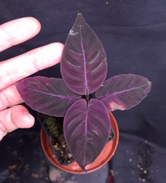 4-06-26 WYSIWYG Palicourea sp. - unique new release