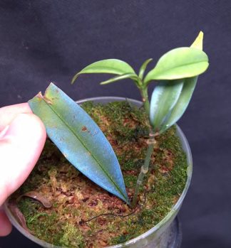 4-06-26 WYSIWYG Labisia sp. Turquoise - unique blue plant (natural pigment, not iridescent)