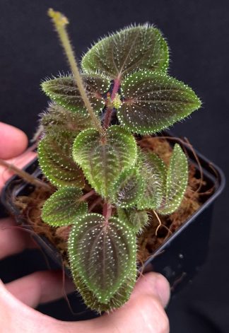 18-06-26 WYSIWYG Sarcopyramis sp. Hairy White Dots (green margin form) - double flowering specimen