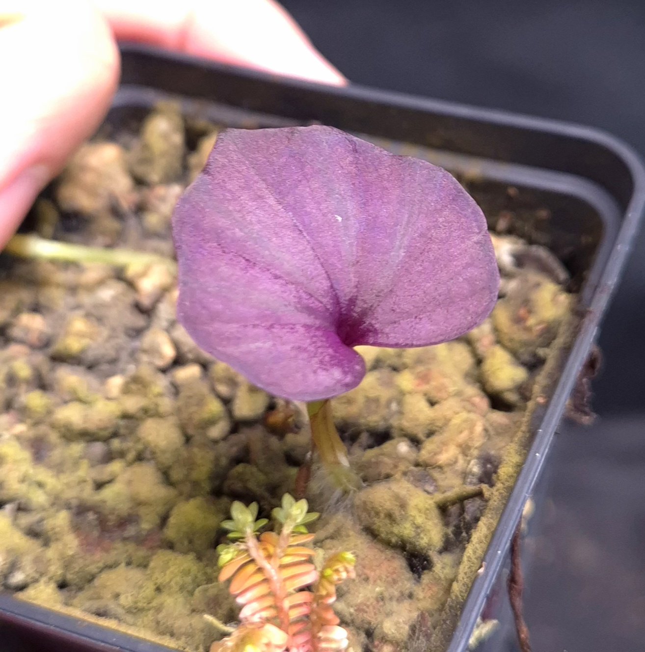 18-06-26 WYSIWYG Nervilia sp. Thailand - stunning new species with purple leaves, miniature orchid - Image 2