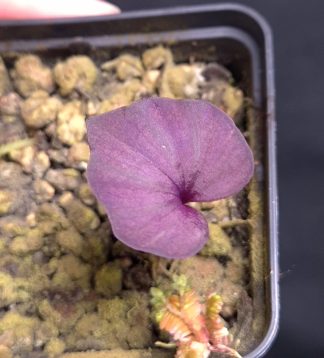 18-06-26 WYSIWYG Nervilia sp. Thailand - stunning new species with purple leaves, miniature orchid