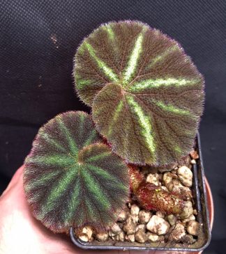 18-06-26 WYSIWYG Begonia versicolor - special selected form
